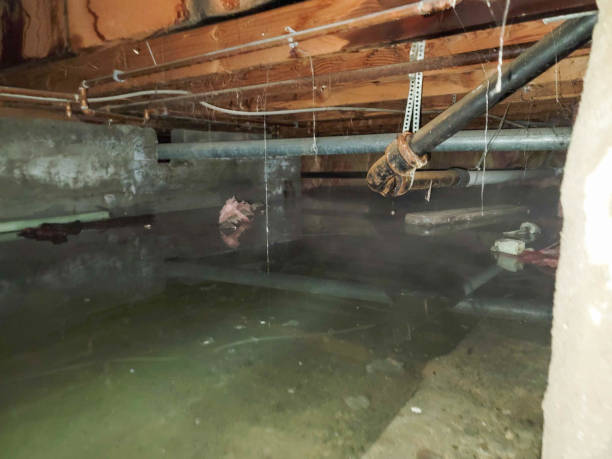 Best Water damage restoration near me  in Paw Paw, MI