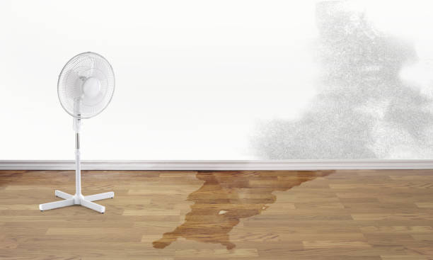 Best Mold removal after water damage  in Paw Paw, MI